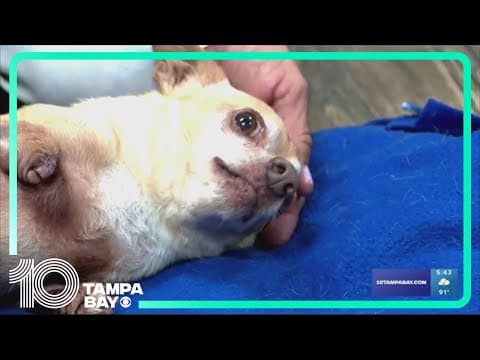 Narcan for pets? New effort underway to protect pets from overdoses