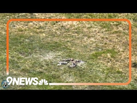 WATCH: 6 wolf pups from the One Ear Pack