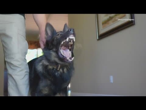 Protection dogs become more popular in San Diego households
