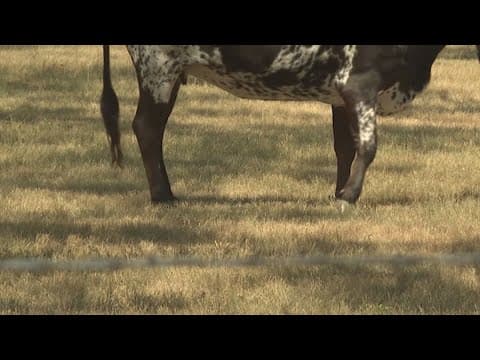A new case of a flesh-eating screwworm is reported closer to the U.S.-Mexico border