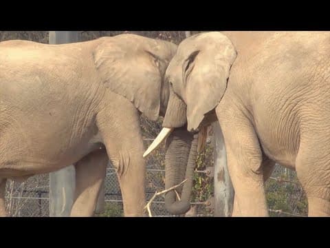 Oklahoma man sentenced for trying to sell African elephant tusks in Texas