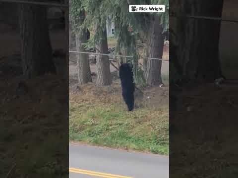 Black bear on the loose near Mill Creek 🐻 #shorts