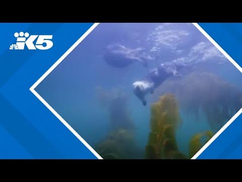 Sea otters play an important role in preserving underwater environments