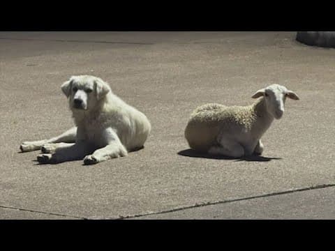 Unlikely pair show up at sheriff's office building in Angleton and no one knows who they belong to