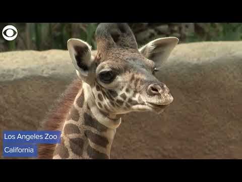 Baby giraffe makes public debut at Los Angeles Zoo