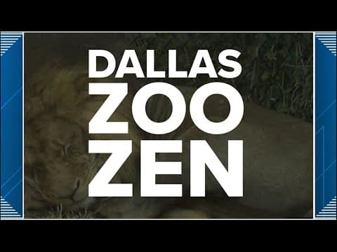 Zoo Zen | Taking a look at the animals at the Dallas Zoo