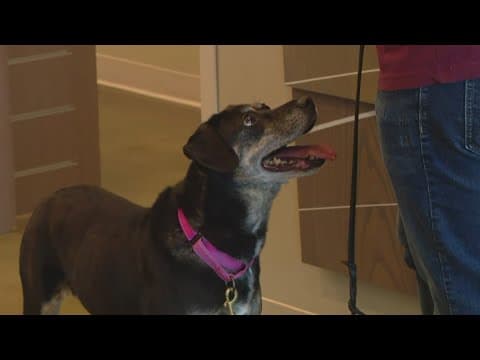 Fishers humane society taking part in 10th annual 'Clear the Shelters' campaign