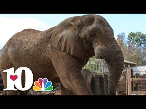 Tonka the elephant placed under hospice care due to declining health