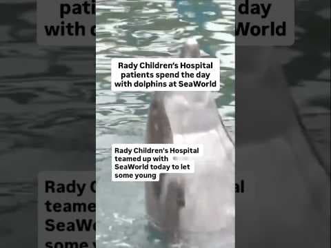 Rady Children’s Hospital patients spend the day with dolphins at SeaWorld