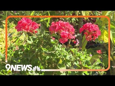 Proctor's Garden: Save plants from frost