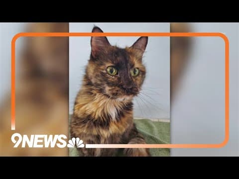 Northern Colorado Humane Society asks for help with overcrowded shelters