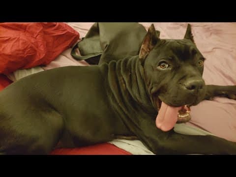 Fallbrook couple files lawsuit alleging vet did wrong surgery on puppy