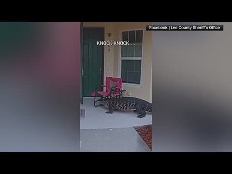 Alligator goes door to door in Florida neighborhood