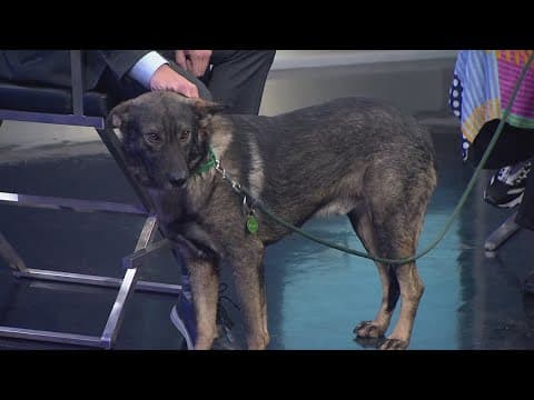 Tailwaggers: Meet Rocky