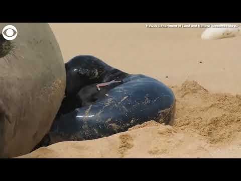 Hawaiian monk seal pup born on beach in Oahu