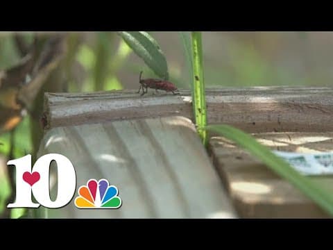 Boxelder Bugs crawling into homes and yards as weather warms in East Tennessee