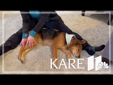 Canine massage techniques to ease your pet's stress at home