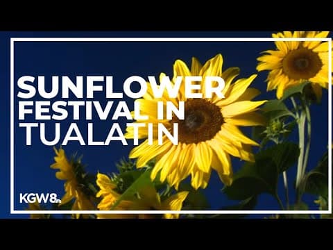 Smell the blooms at the Sunflower Festival in Tualatin