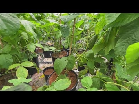 Scientists search for ways to maintain future nutritious crops as temperatures rise