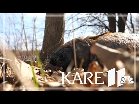 Wyoming Police search for 'carp culprits', accused of dumping the dead fish at several locations