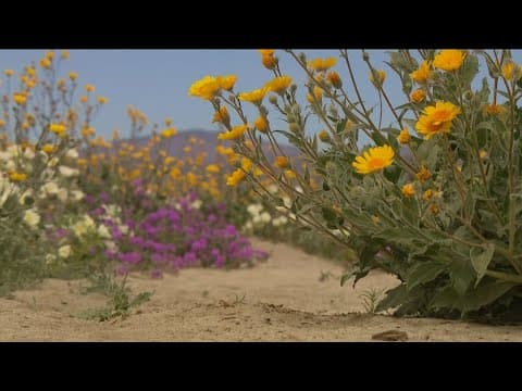 Experts say Anza-Borrego to see limited bloom this year — or no bloom at all