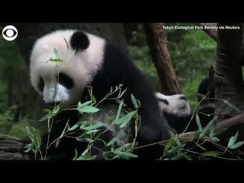 Twin panda cubs make public debut at zoo in Japan