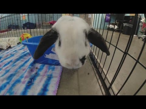 February is Adopt a Rabbit Month