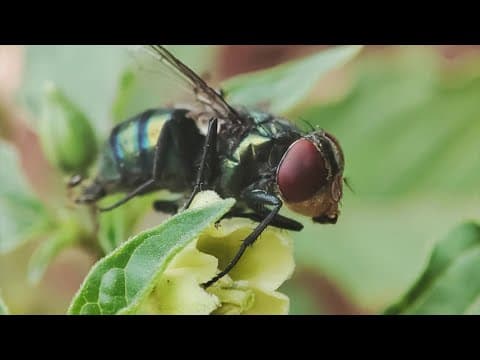 Texas Parks and Wildlife are on the lookout for flesh-eating screwworms