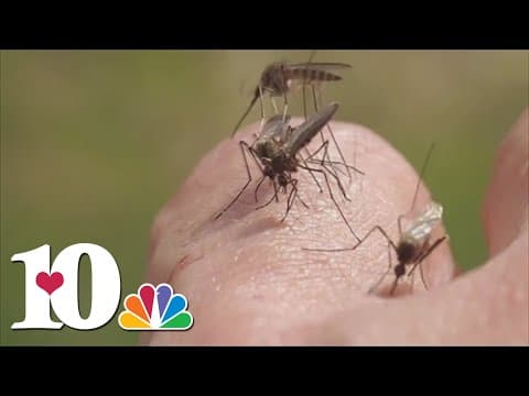How to prevent mosquitoes from spreading after rainy weather