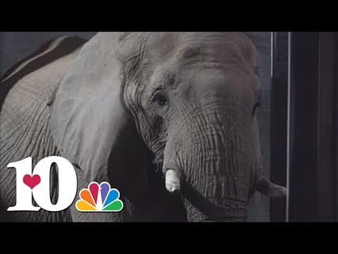 Knoxville says goodbye to Edie the elephant
