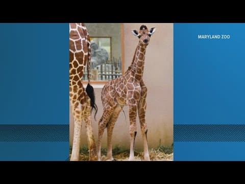 Win a chance to name a giraffe at the Maryland Zoo