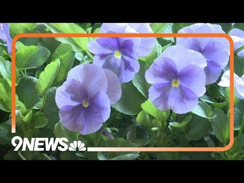 Why you shouldn't wait until after Mother's Day to start planting in Colorado