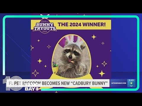 Florida raccoon named "Louie" becomes 2024 Cadbury Bunny