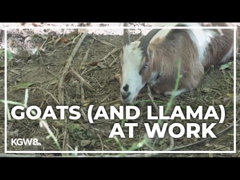 Goats and llama cleaning up Portland golf course
