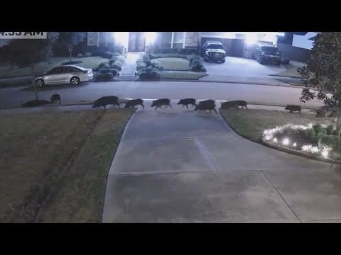 New study suggests feral hogs aren't as bad as originally thought