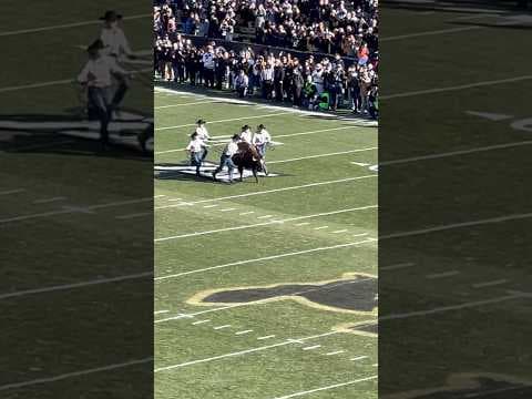 Colorado’s buffalo mascot Ralphie VI runs before Oklahoma State game