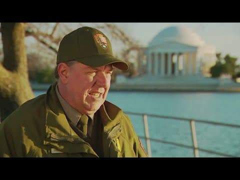 Cherry blossoms peak prediction