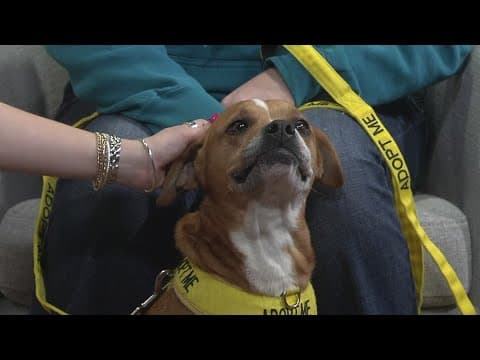 Pet of the Week: Vienna