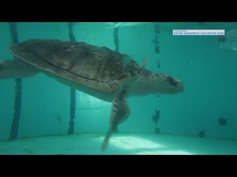 Kemp's ridley sea turtle back in Texas after epic adventure overseas