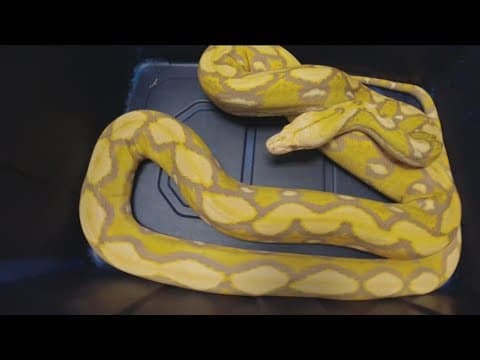 CBS 8 helps Escondido reptile sanctuary with high SDG&E bill