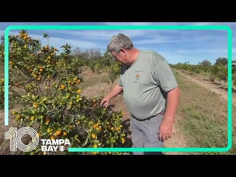Florida citrus growers brace for potential freeze