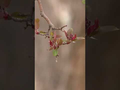 Crabapple trees are blooming in Colorado