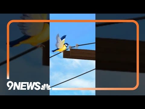 Flaming bird carcass causes wildfire