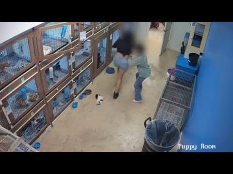 SURVEILLANCE VIDEO: 3 puppies, over $10K worth of product stolen from SE Houston pet store