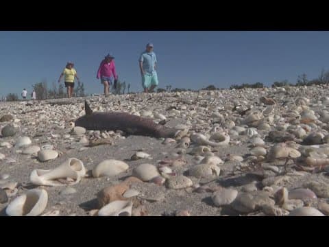 Dead fish wash up on Sarasota County beaches as red tide moves in