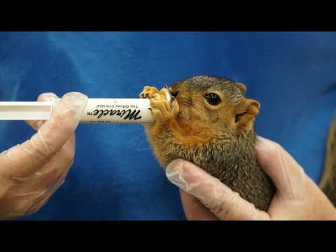 Squirrel Appreciation Day reminds San Diegans how to coexist with nature