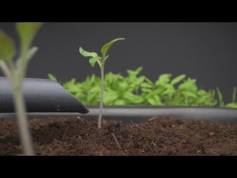 Protect your plants from the freeze with these expert tips