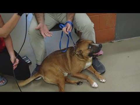 Young-Williams Animal Center at max capacity, asks you to help out