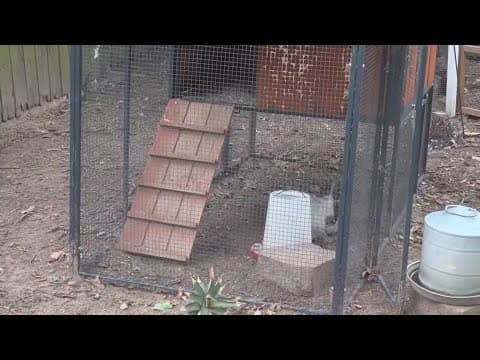 Bee swam kills backyard chicken flock in Texas