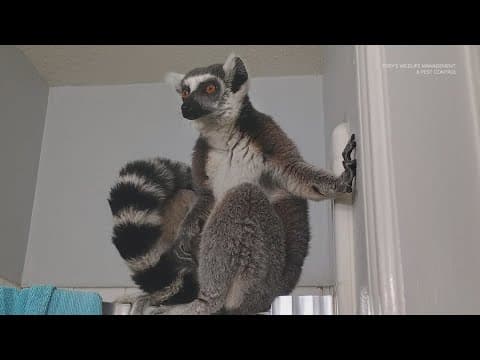 Endangered ring-tailed lemur found roaming in Houston's Bear Creek Park